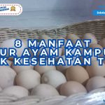 manfaat telur ayam kampung