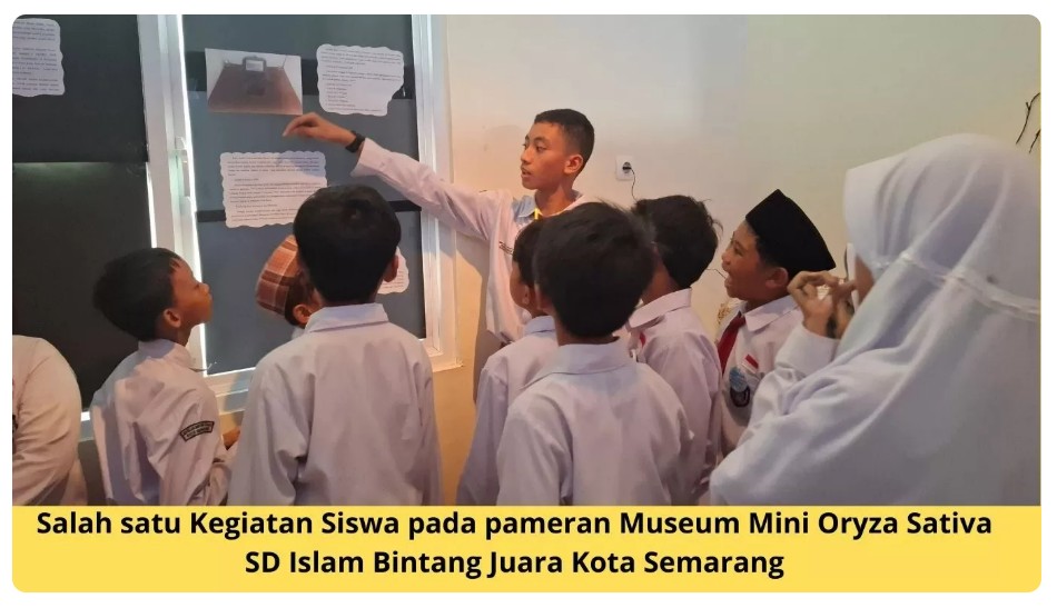 Museum Mini Oryza Sativa